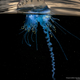 Illustration for article titled The best pictures from National Geographics Photo Contest 2014